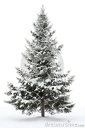 Snow-covered fur-tree Stock Photo