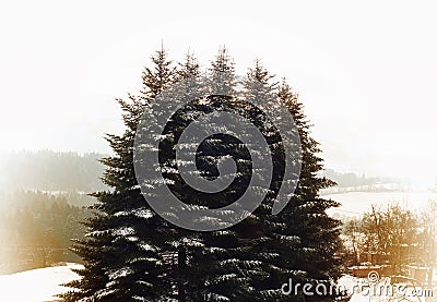 Snow-covered hight pine trees in a winter day . Winter landscape with pine tree and snow Stock Photo