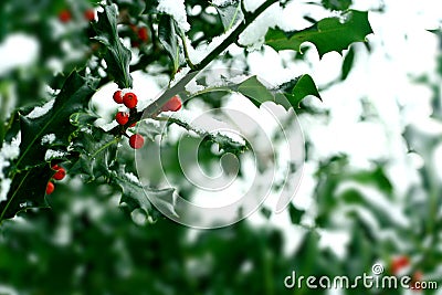 Snow covered holly bush Stock Photo