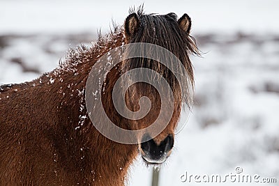 Snow Covered Icelandic Horse Stock Photo