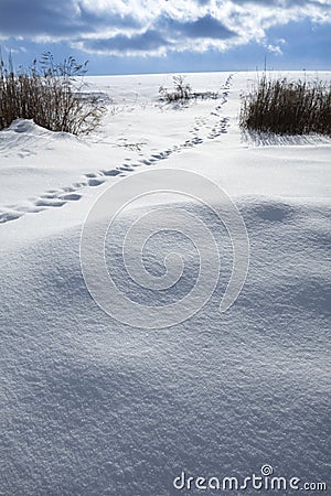 Snow covered landscape with coyote tracks, in Windsor, Connecticut Stock Photo