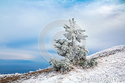 Snow covered lonely spruce fir tree on top of a mountain against a blue sky, christmas background Stock Photo