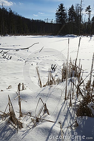 Snow covered marsh with coyote tracks, in Windsor, Connecticut Stock Photo