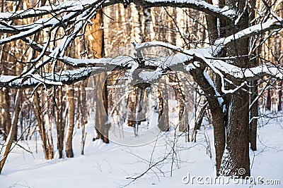 Snow covered oak tree in a winter forest Stock Photo