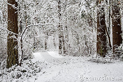 Snow covered path in a wooded winter landscape Stock Photo