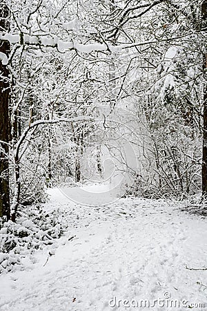 Snow covered path in a wooded winter landscape, snow falling from trees Stock Photo