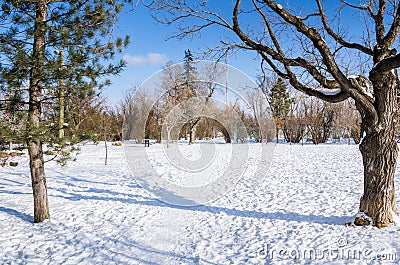 Snow Covered Path through the Woods and Blue Sky Stock Photo