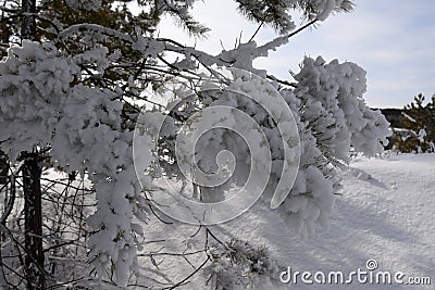 Snow-covered pine branches in the forest Stock Photo