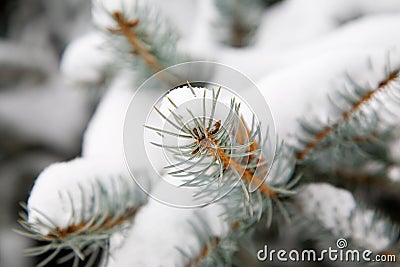 Snow covered pine tree Stock Photo