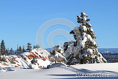 Snow covered pine tree Stock Photo