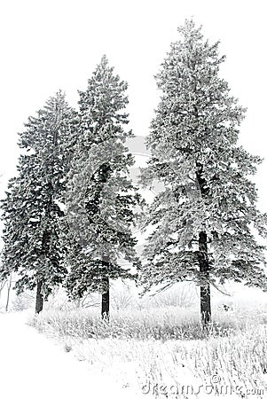 Snow covered pine trees Stock Photo