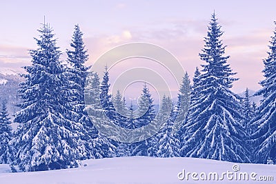 Snow covered pine trees in the winter mountains during a dusk Stock Photo