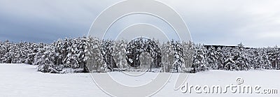 Snow covered Scandinavian pinewood forest with pine trees, Pinus sylvestris. Stock Photo