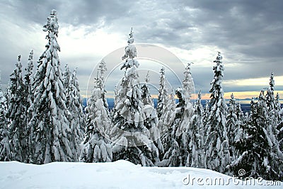 Snow-covered spruce trees Stock Photo