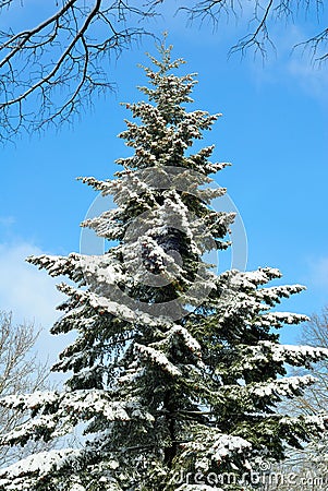 Snow-covered tall fir tree and blue sky Stock Photo