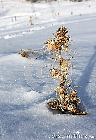 Snow covered thistle Stock Photo