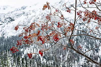 snow covered tourist trails in slovakia tatra mountains Stock Photo