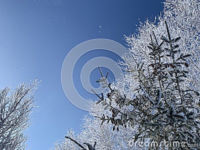 Pine branch is covered with fluffy snow Stock Photo