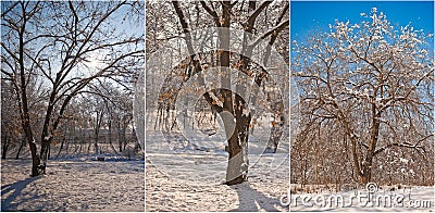 Snow-covered tree branches. Beautiful winter landscape with snow covered trees. Winter in forest, sun shining through branches Stock Photo