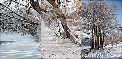 Snow-covered tree branches. Beautiful winter landscape with snow covered trees. Winter in forest, sun shining through branches Stock Photo