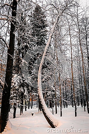 Snow covered tree with curved trunk winter Stock Photo