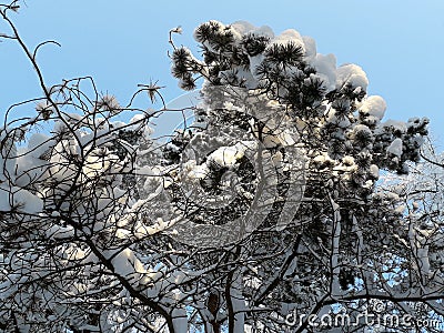 Snow covered tree detail, pine Stock Photo