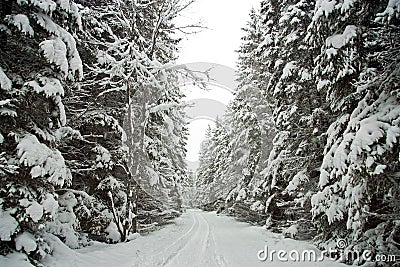 Snow Covered Tree Lined Road Stock Photo