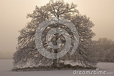 Snow covered tree with misty background Stock Photo