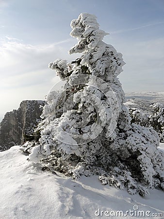 Snow covered tree. Mount Ay-Petri, Crimea. Stock Photo