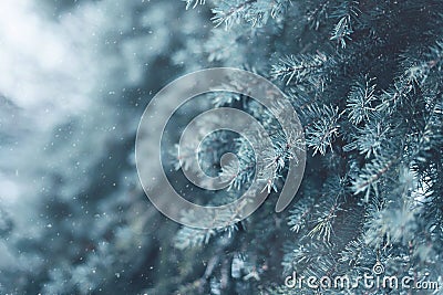 Snow-covered tree pine branch flying snowflakes closeup Stock Photo