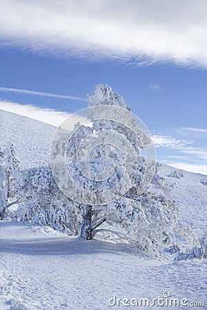 Snow-covered tree on a sunny day under a deep blue and cloudy sky Stock Photo