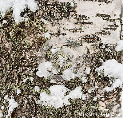 Snow covered tree trunk overgrown with moss and lichen Stock Photo