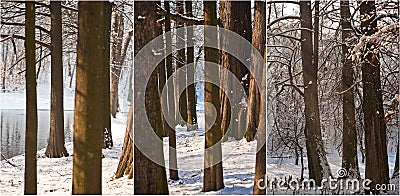 Snow-covered tree trunks and branches. Beautiful winter landscape with snow and lake. Winter in forest, sun shining through trunks Stock Photo