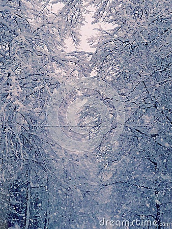 Snow Covered Tree Stock Photo