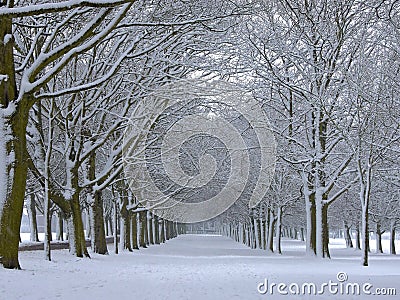 Snow Covered Trees Stock Photo