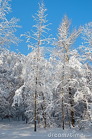 Snow covered trees against a blue sky Stock Photo