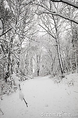 Snow covered trees in the forest in Winter Stock Photo