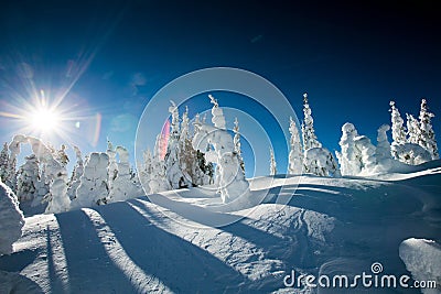 Snow Covered Trees Stock Photo