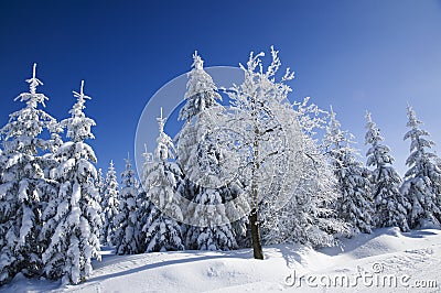 Snow covered trees Stock Photo