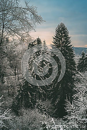 Snow covered trees, Odenwald Forest Stock Photo
