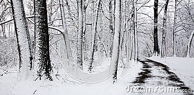 Winter Path Stock Photo
