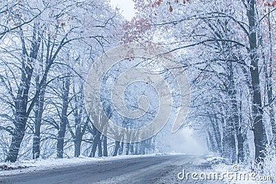 Snow-covered wayside trees. Stock Photo