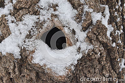 Snow covering a knot hole after a storm Stock Photo