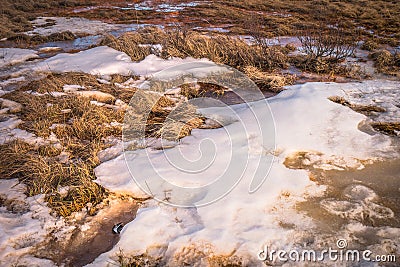 The snow covers dries grass and field in Iceland. Concept of wildlife, forage, beast track, yellow hayfield, countryside, white s Stock Photo