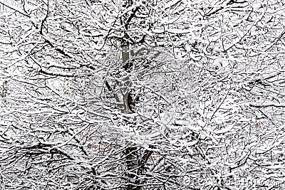 Snow cower on the tree Stock Photo