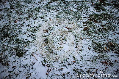 Frozen weed snow cowered Stock Photo