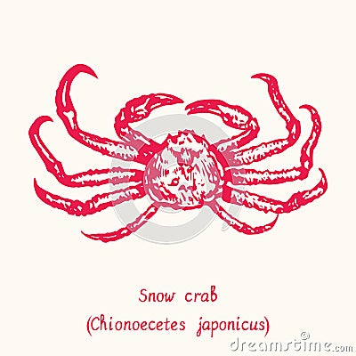 Snow crab Chionoecetes japonicus top view. Ink black and white doodle drawing in woodcut style Vector Illustration