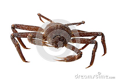 Crab opilio, snow crab isolated on white background Stock Photo