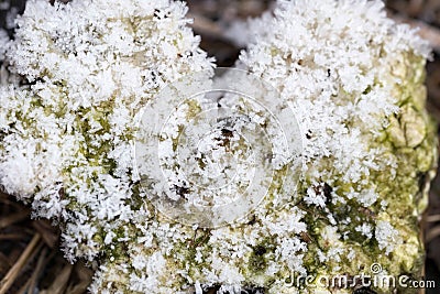 Snow Crystals Stock Photo