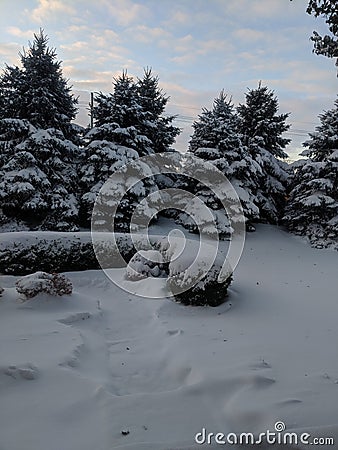 Snow Days Outside Trees Stock Photo